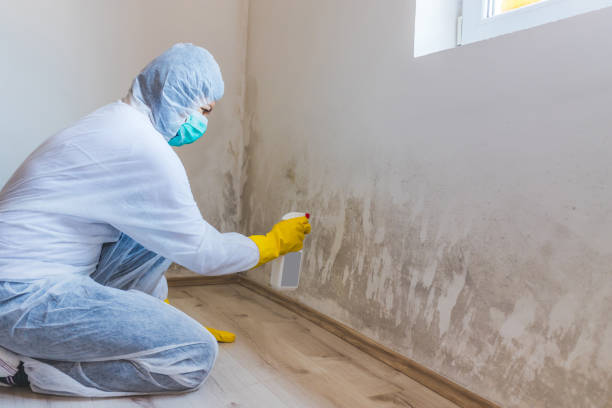Black mold inspection in Turbotville