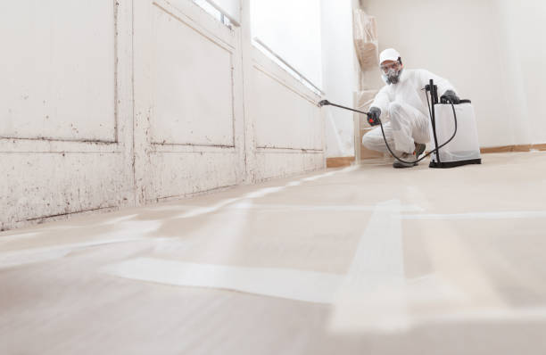 Black mold remediation team in Turbotville